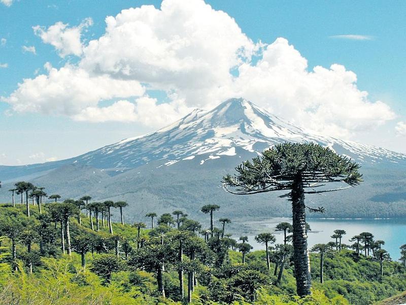 El Melipeucano